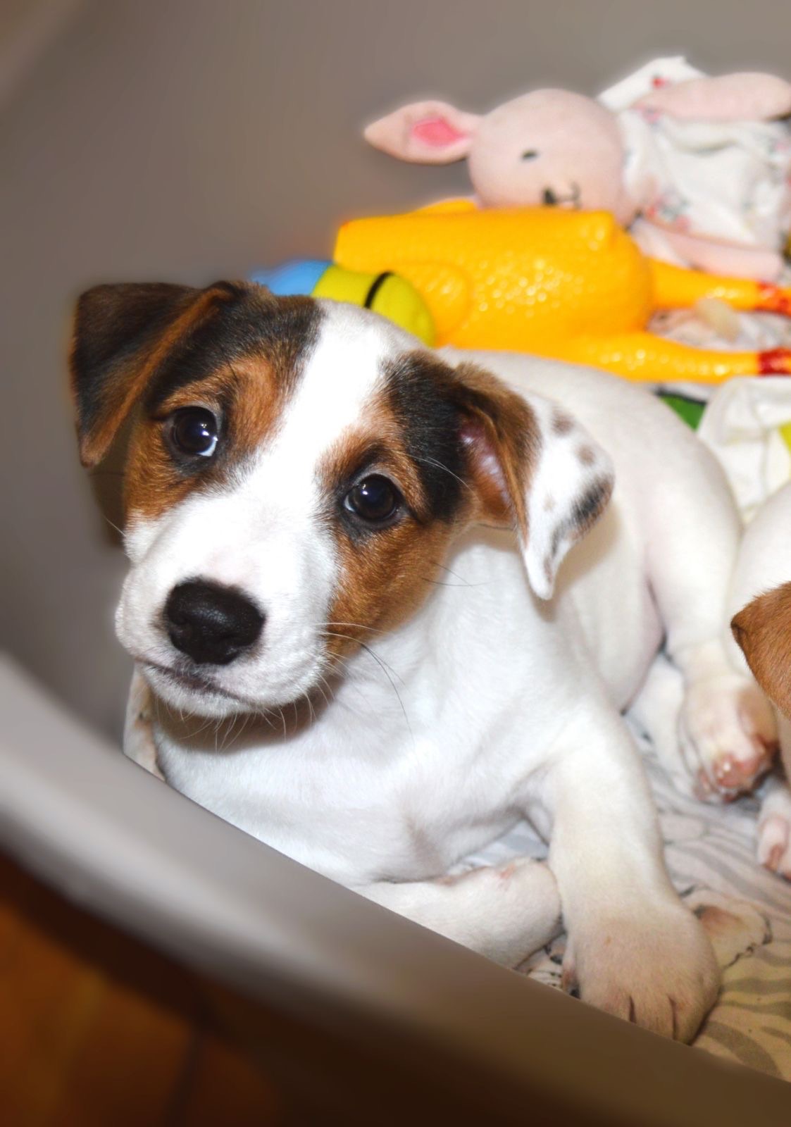 Цуценя Джека рассела тер'єра