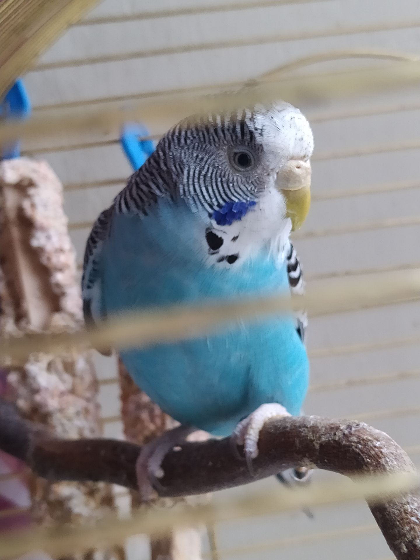 Хвиляста папуга