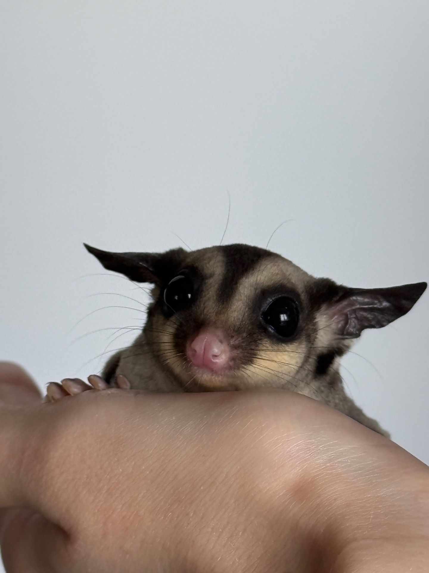 Сахарный поссум