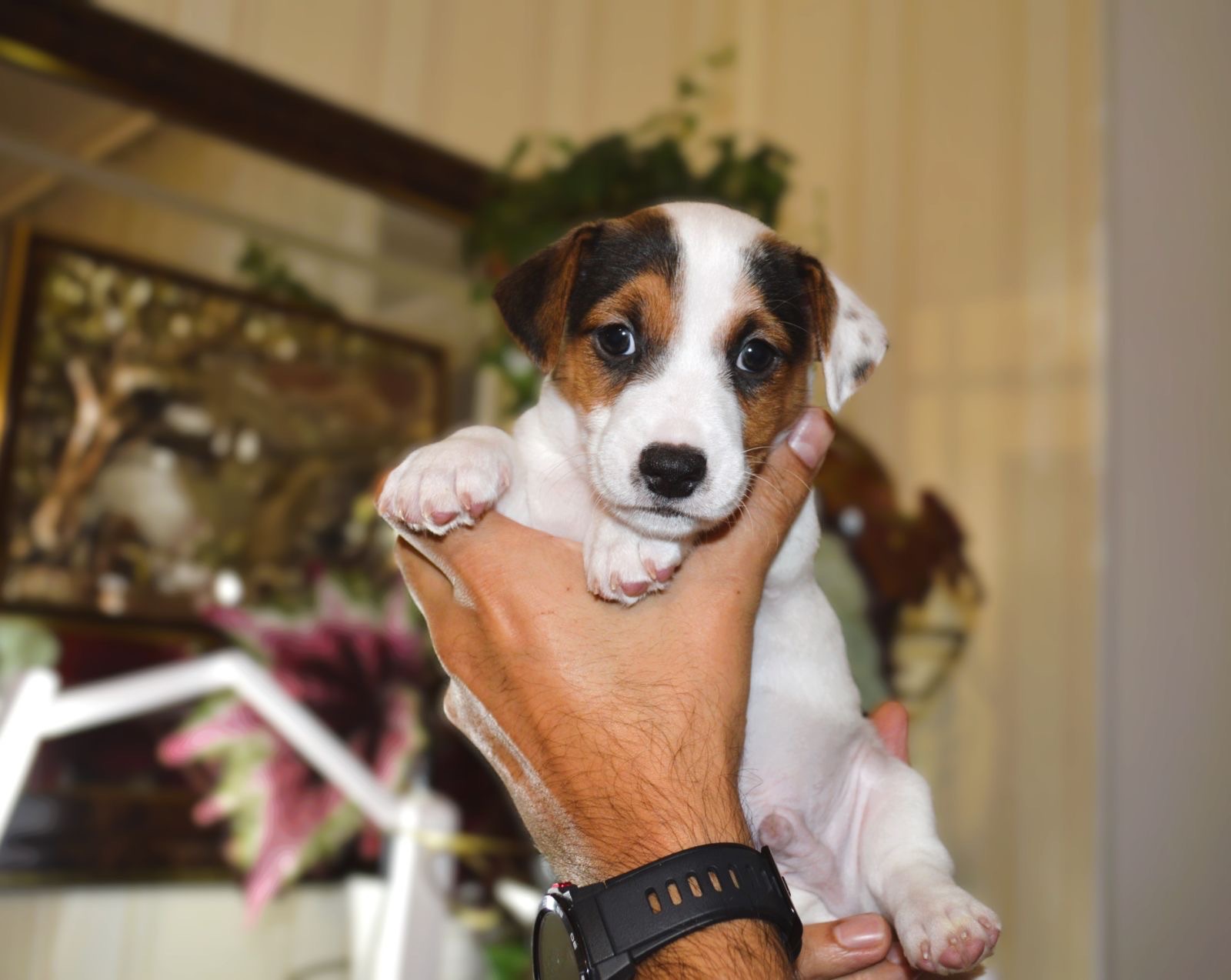 Цуценя Джека рассела тер'єра