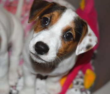 Цуценя Джека рассела тер'єра