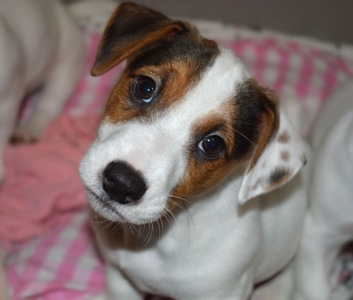 Цуценя Джека рассела тер'єра