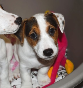 Цуценя Джека рассела тер'єра