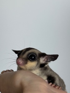 Сахарный поссум