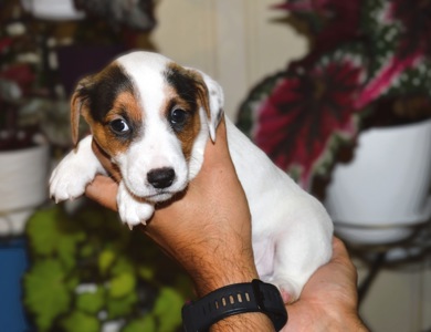 Цуценя Джека рассела тер'єра