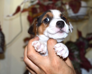 Цуценя Джека рассела тер'єра