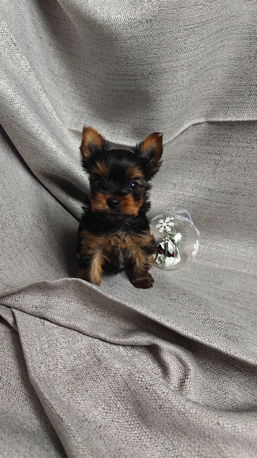 Щенок йоркширский терьер мини