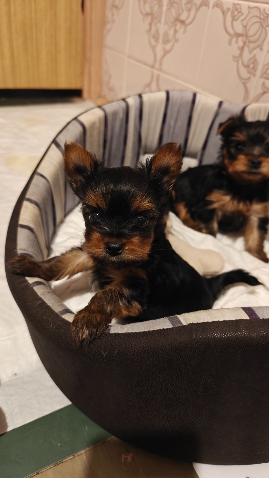 Щенок йоркширский терьер мини