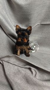 Щенок йоркширский терьер мини