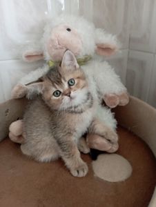 Грайливі Милі Скоттиш страйт Золоті Хлопчики