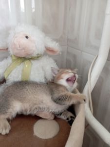 Грайливі Милі Скоттиш страйт Золоті Хлопчики