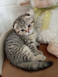 Грайливі Милі Скоттиш страйт Золоті Хлопчики