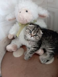 Грайливі Милі Скоттиш страйт Золоті Хлопчики