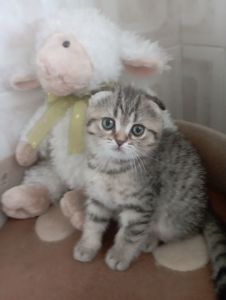 Грайливі Милі Скоттиш страйт Золоті Хлопчики