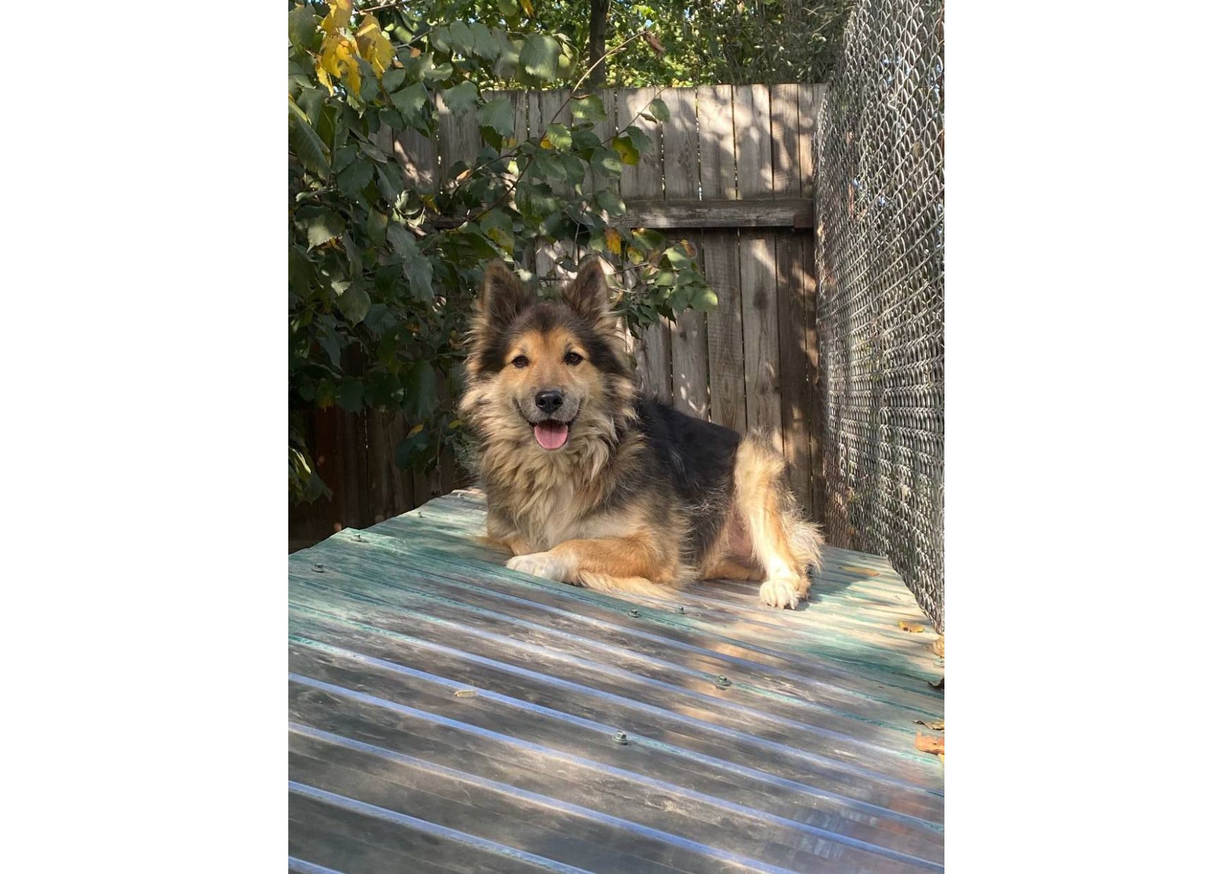 Рекс – це справжній Хатіко в наших реаліях