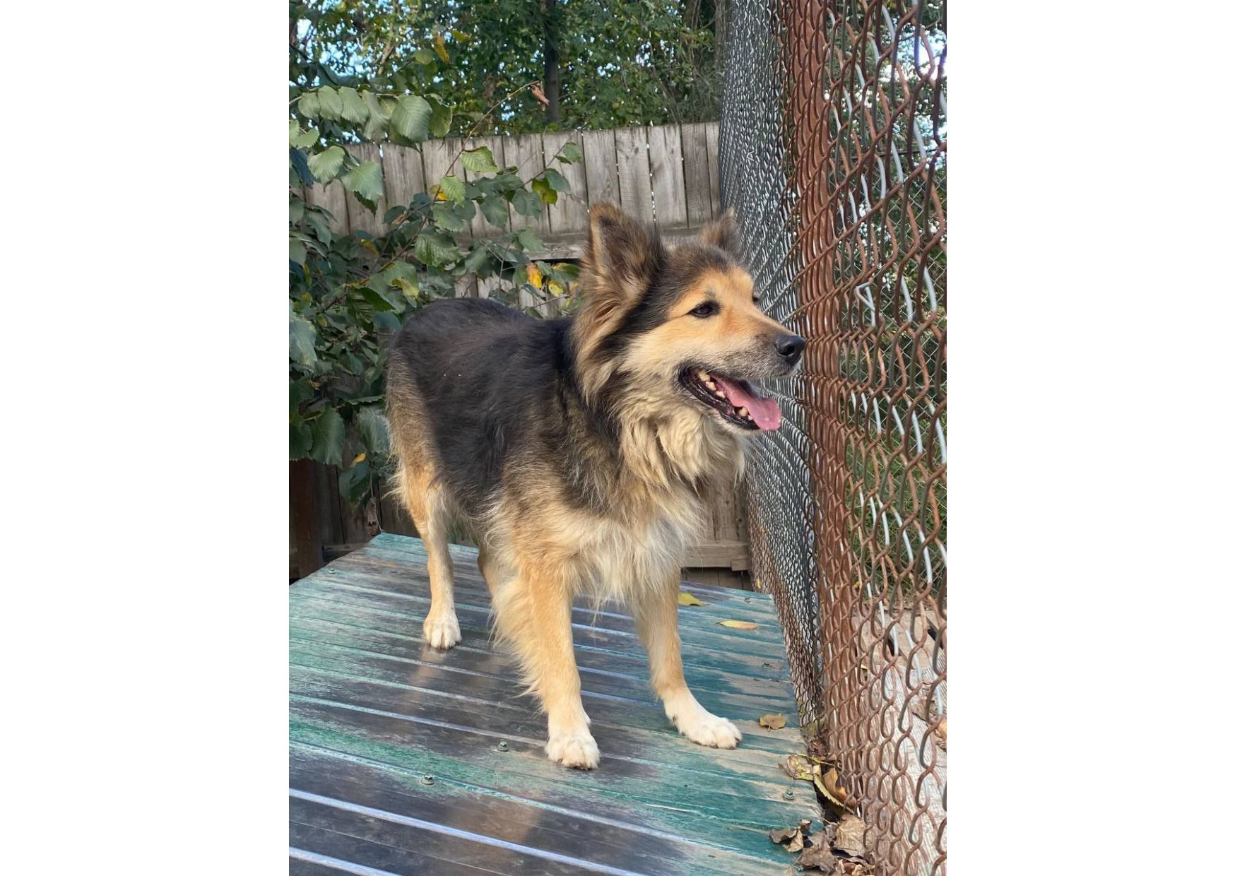 Рекс – це справжній Хатіко в наших реаліях