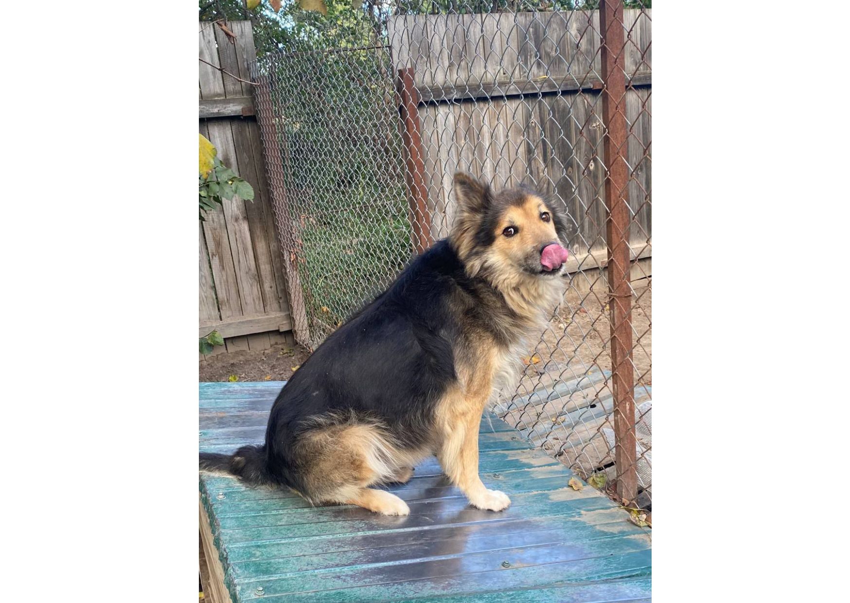 Рекс – це справжній Хатіко в наших реаліях