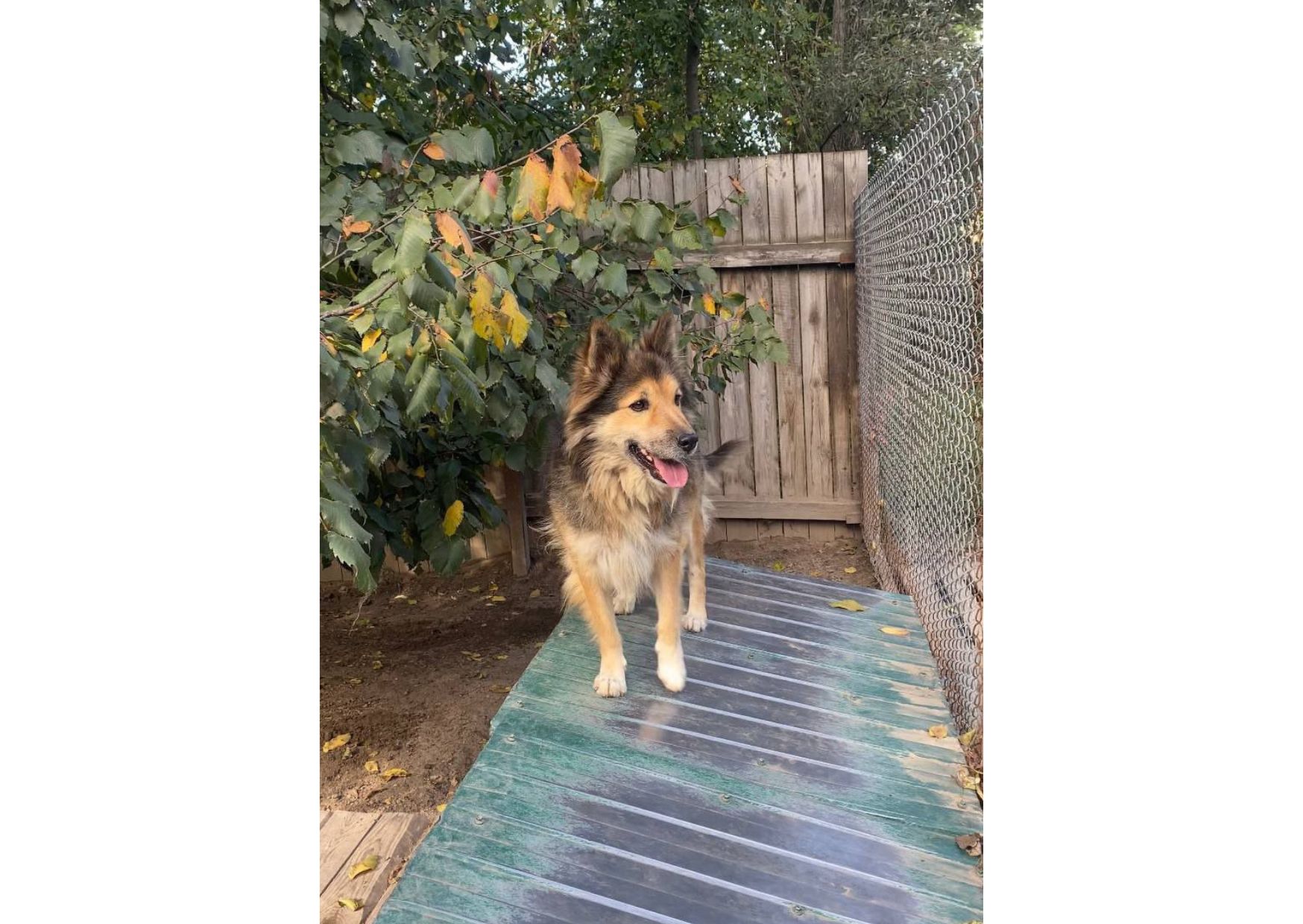 Рекс – це справжній Хатіко в наших реаліях