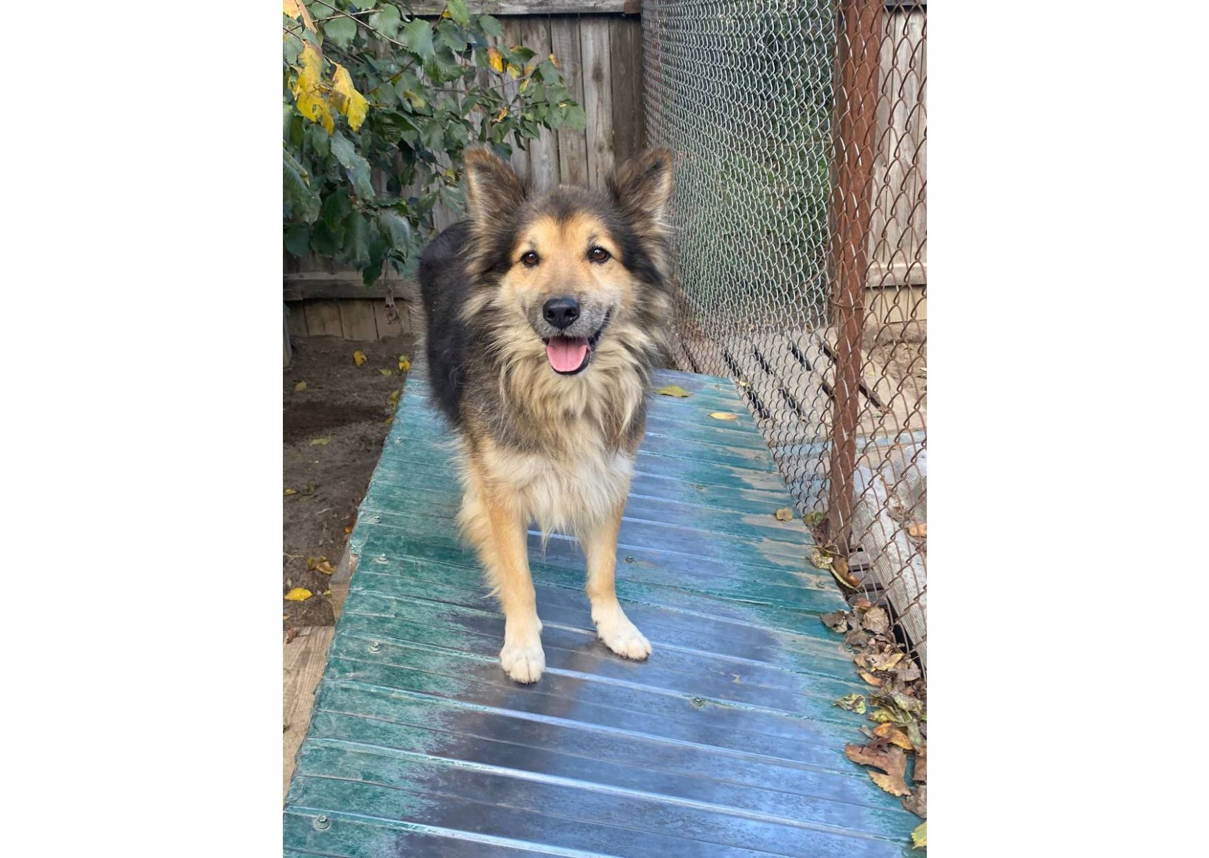 Рекс – це справжній Хатіко в наших реаліях