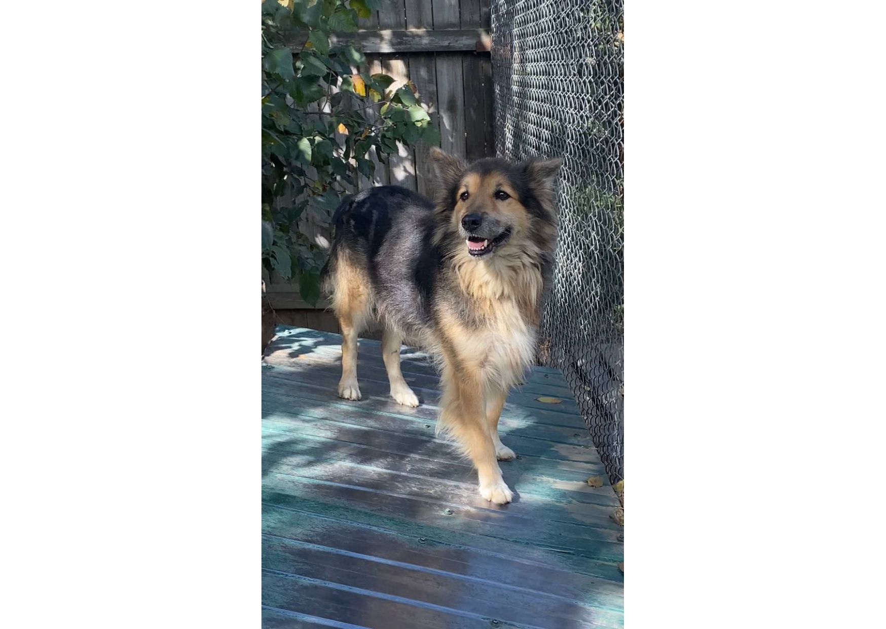 Рекс – це справжній Хатіко в наших реаліях