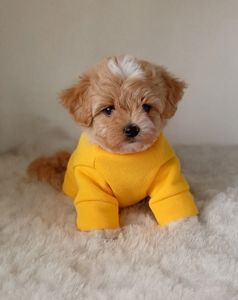 Цуценята Мальтіпу Ф1 в Києві