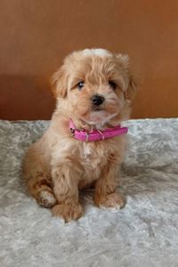 Цуценята Мальтіпу Ф1 в Києві