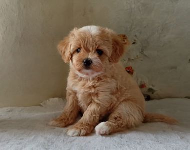 Цуценята Мальтіпу Ф1 в Києві