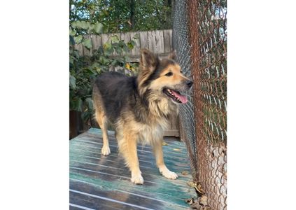 Рекс – це справжній Хатіко в наших реаліях