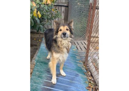 Рекс – це справжній Хатіко в наших реаліях