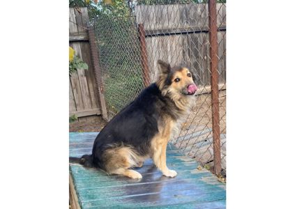 Рекс – це справжній Хатіко в наших реаліях