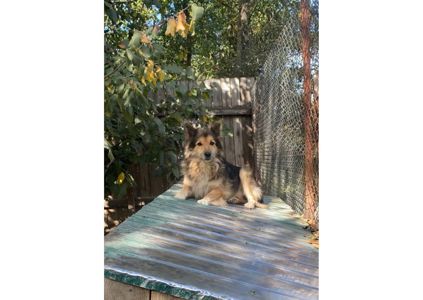 Рекс – це справжній Хатіко в наших реаліях