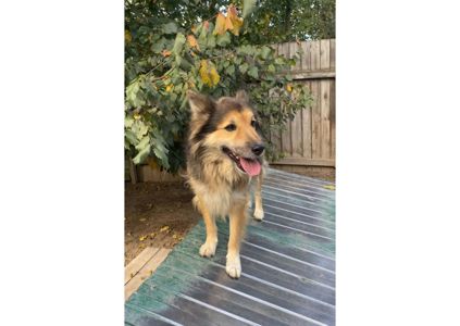 Рекс – це справжній Хатіко в наших реаліях