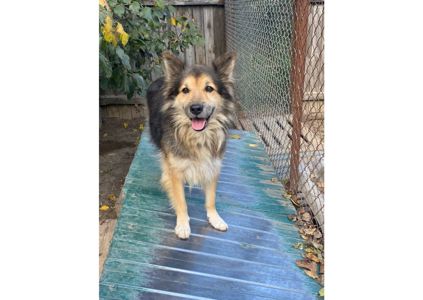 Рекс – це справжній Хатіко в наших реаліях