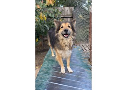 Рекс – це справжній Хатіко в наших реаліях