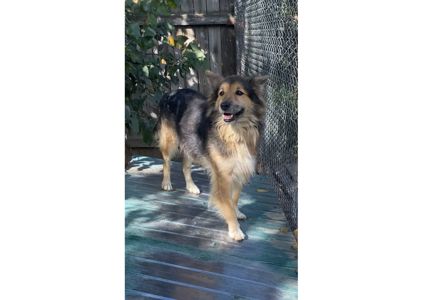 Рекс – це справжній Хатіко в наших реаліях