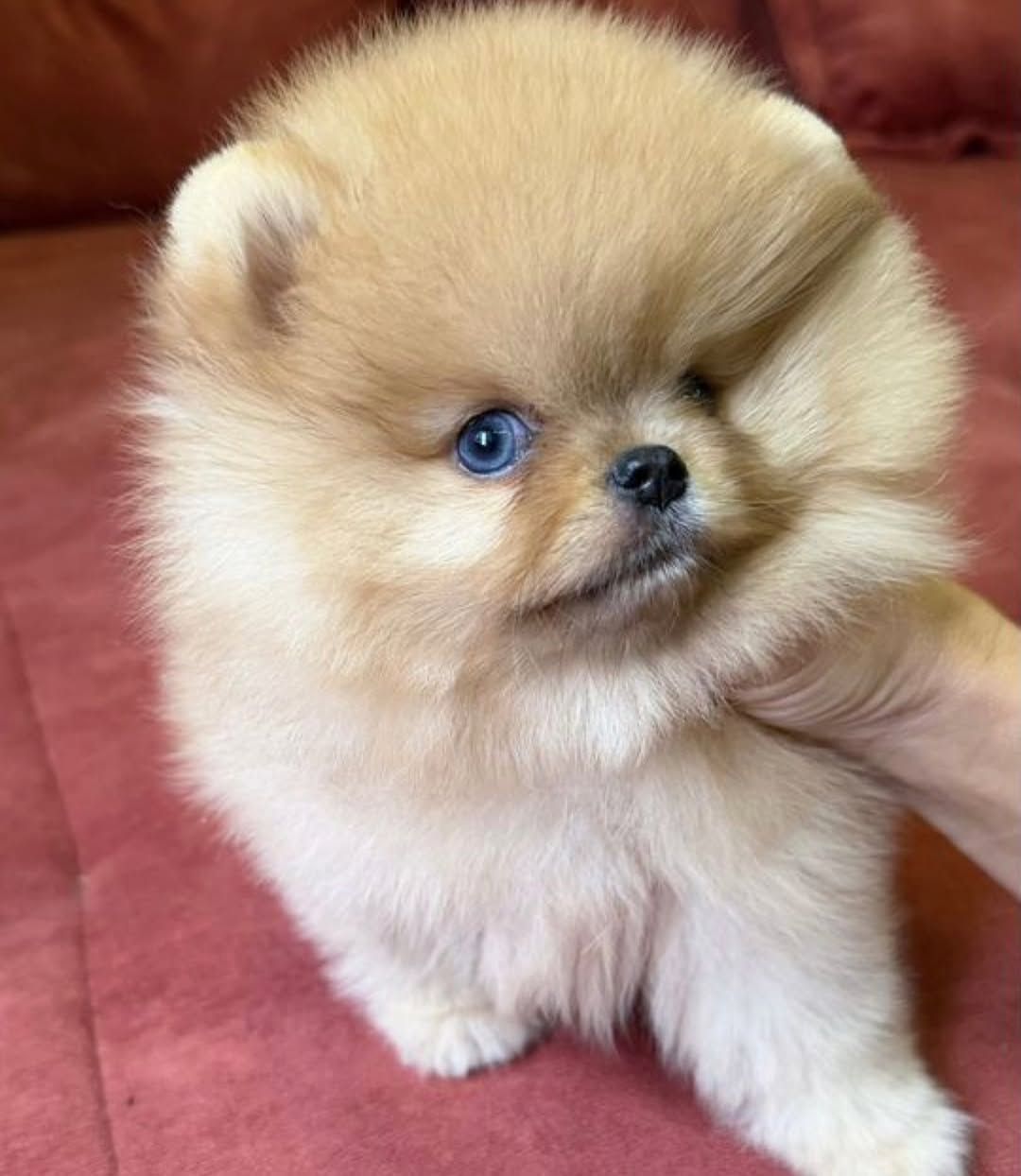 померанского шпица