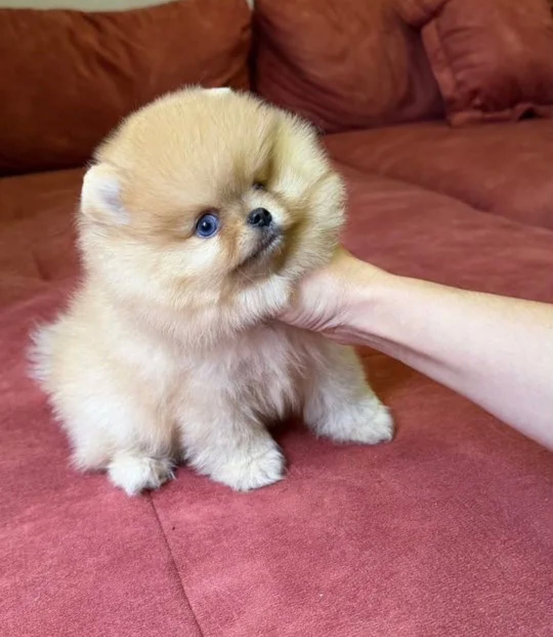 померанского шпица