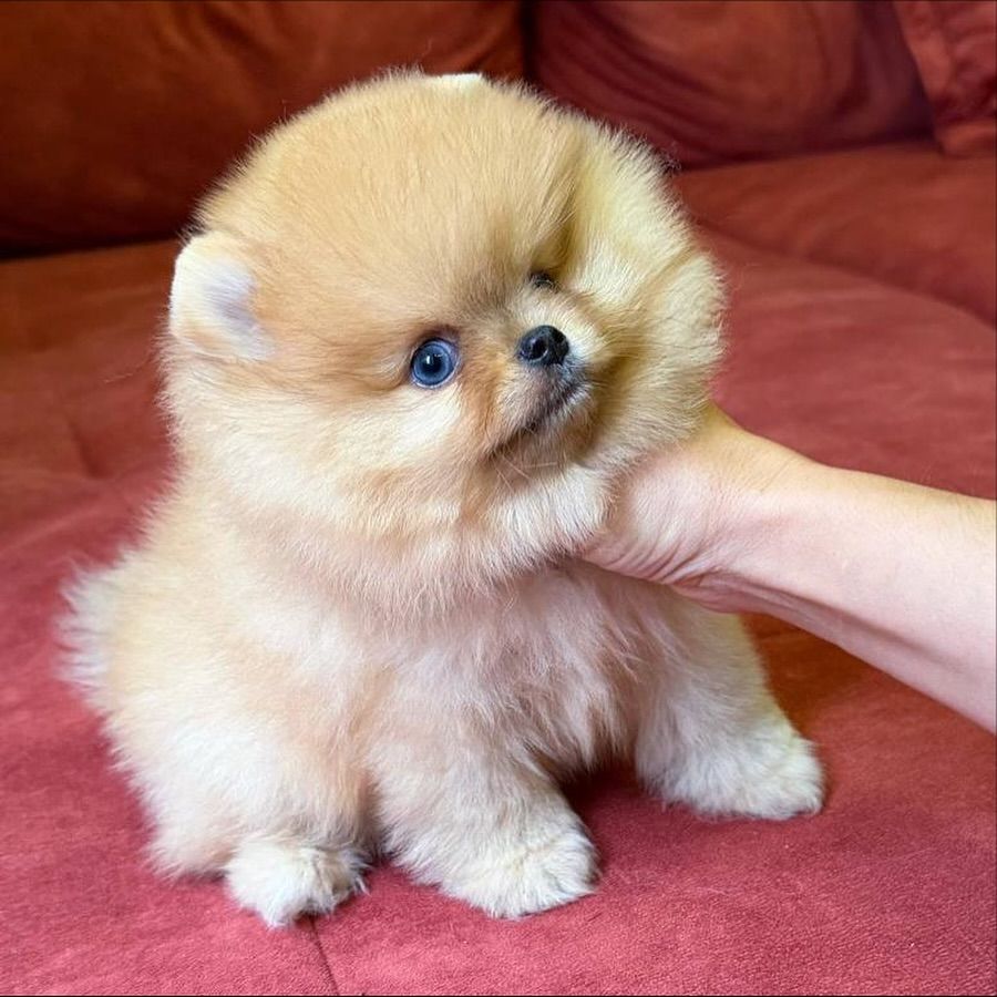 померанского шпица