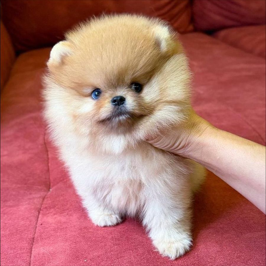 померанского шпица