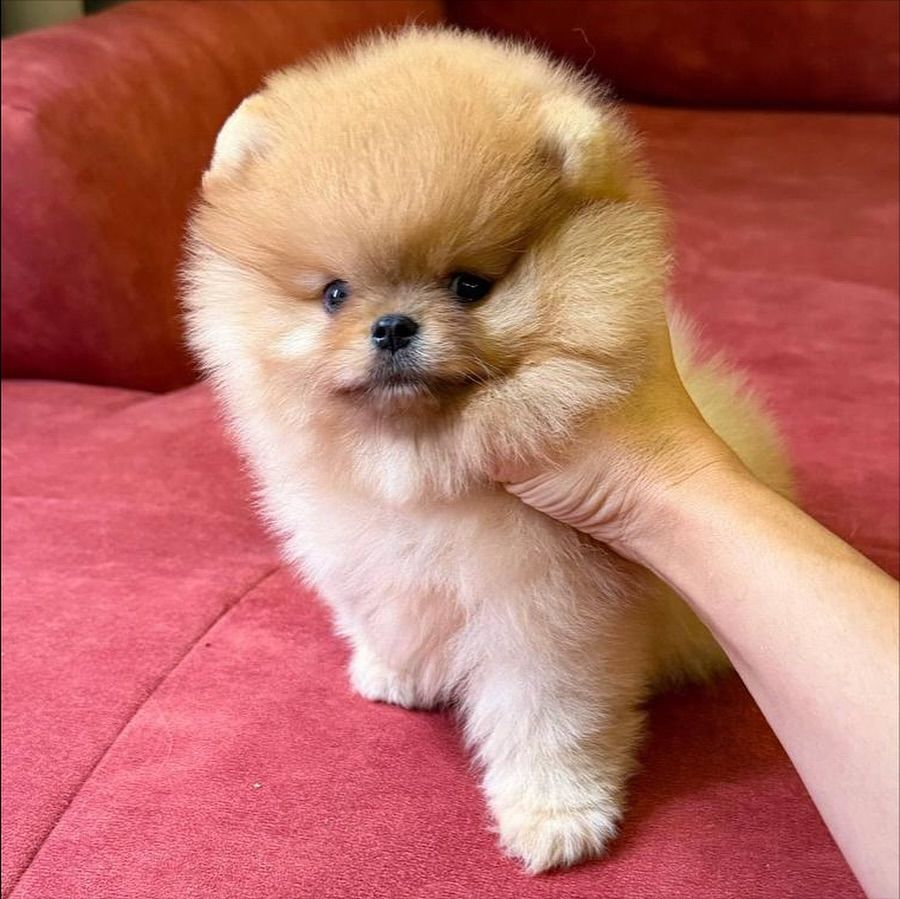 померанского шпица