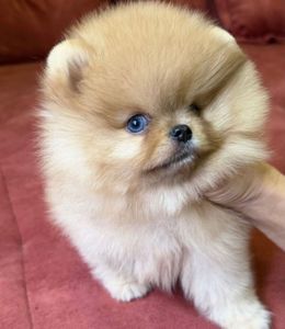 померанского шпица