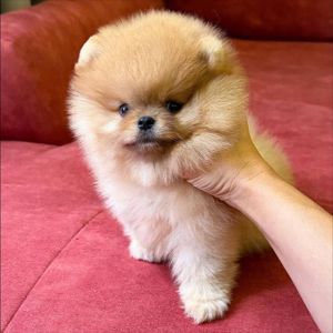 померанского шпица