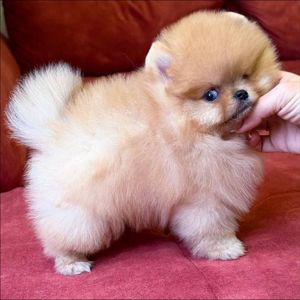 померанского шпица