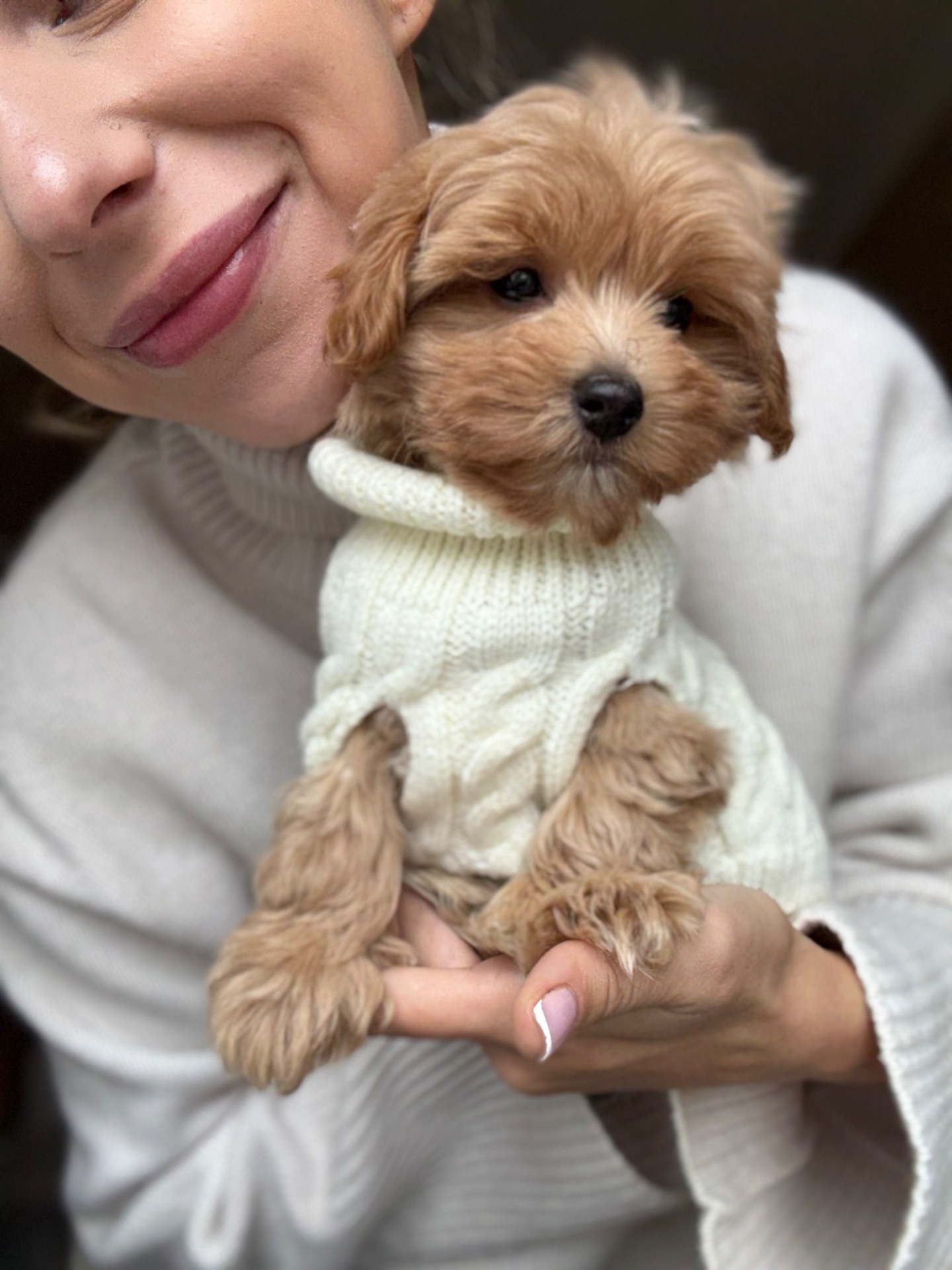 Міні хлопчик мальтипу Ф1