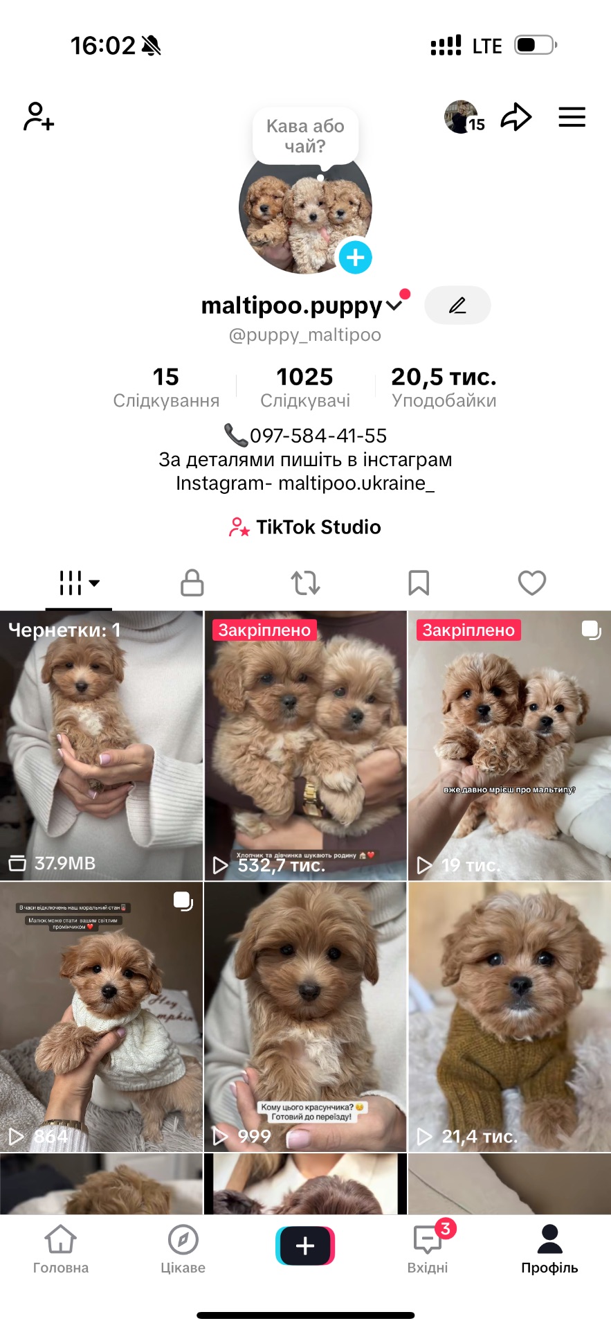 Міні хлопчик мальтипу Ф1