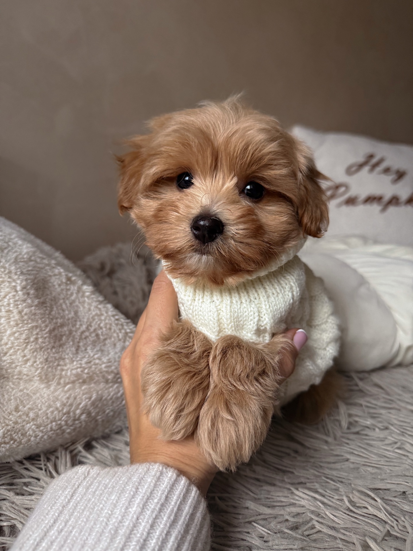 Міні хлопчик мальтипу Ф1