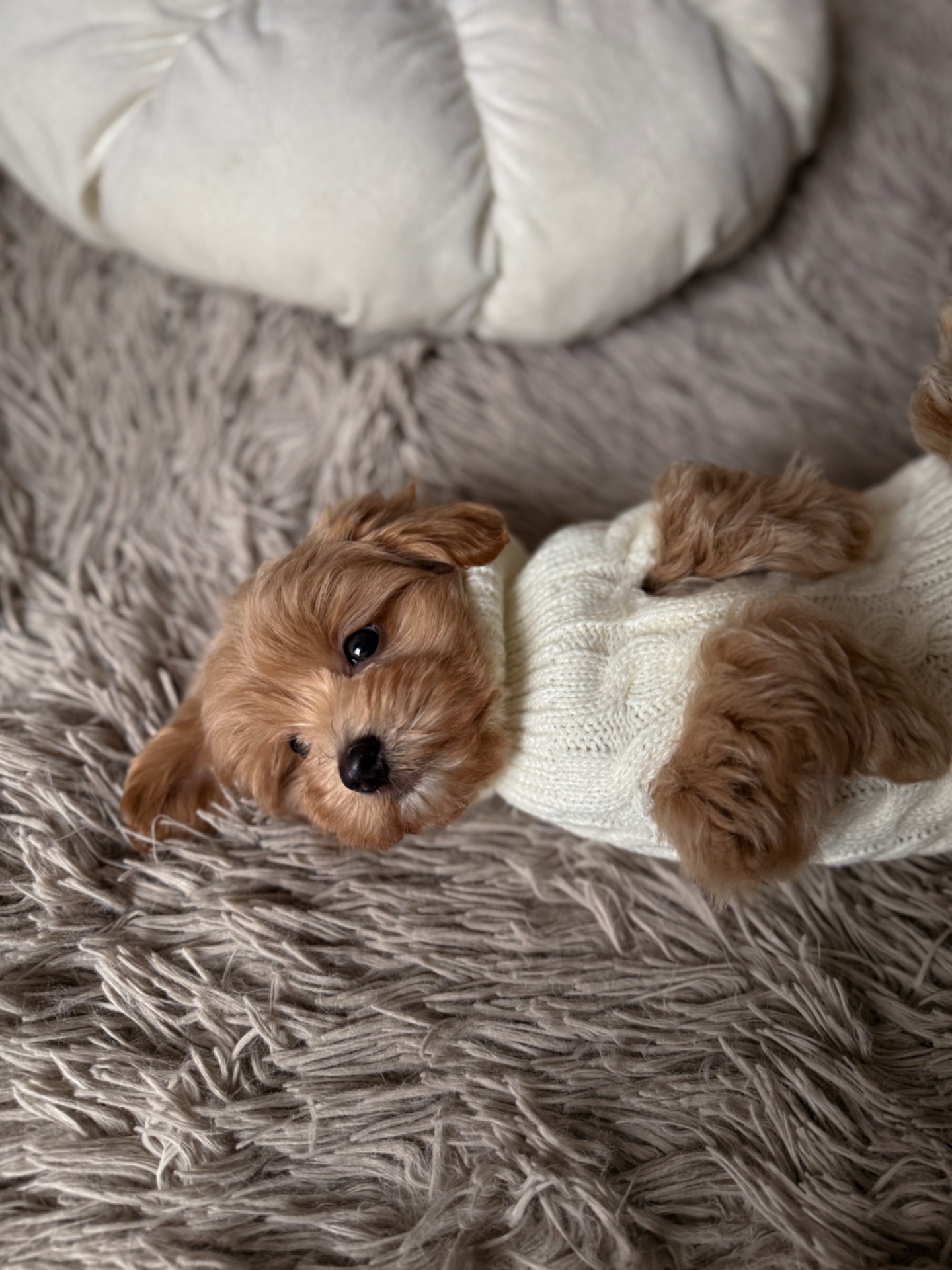 Міні хлопчик мальтипу Ф1