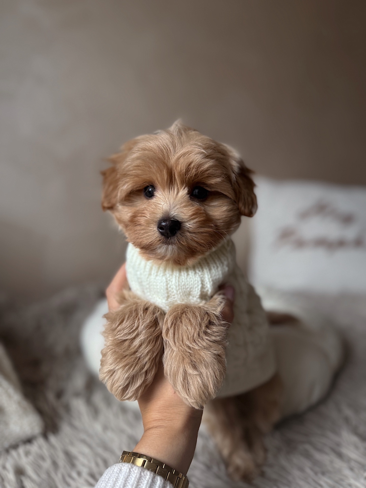 Міні хлопчик мальтипу Ф1