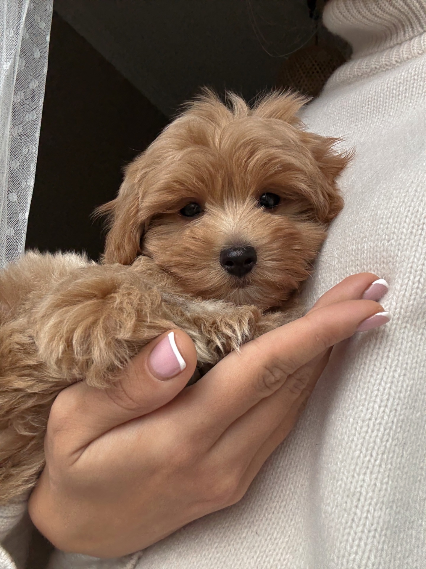 Міні хлопчик мальтипу Ф1