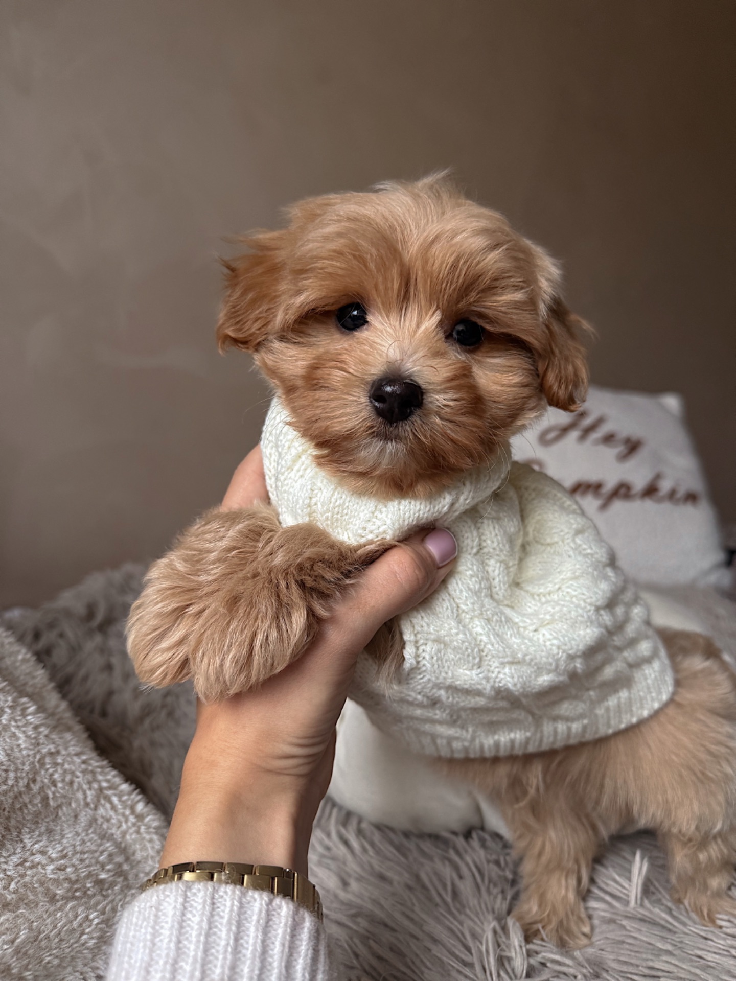 Міні хлопчик мальтипу Ф1